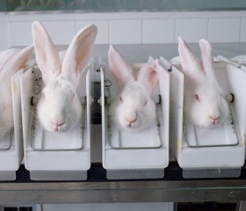 Rabbits in cosmetics animal testing lab