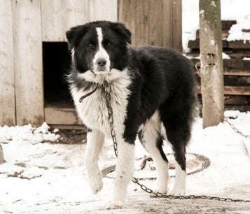 Sad dog chained outside in the cold snow. 