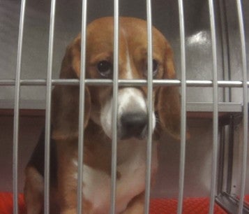 Sad Beagle used for testing in a cage