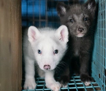 Two scared baby foxes in a cage on a fur farm