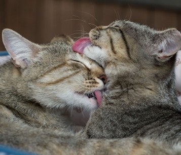 cats licking each other in a pet bed