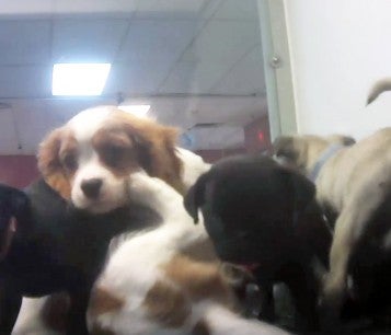 Overcrowded kennel in Texas Petland store, where many puppies were sick.