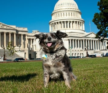 Happy dog standing in front of Capitol building