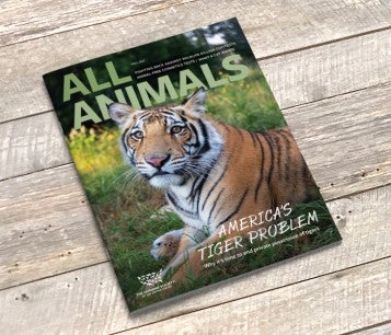 All Animals Fall 2021 issue cover