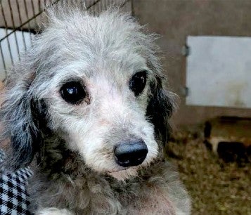 A dog in poor health looks at the camera pleadingly, the disgusting conditions of its puppy mill visible in the background