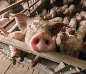 Many small pigs in tight pen on factory farm