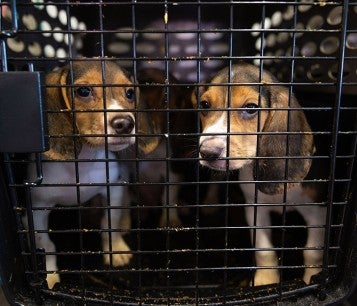 Beagle puppies in a transport cage