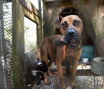 Mother dog and puppy before being rescued from an alleged dog fighting operation in SC