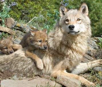 Wolf cubs climb on their mother