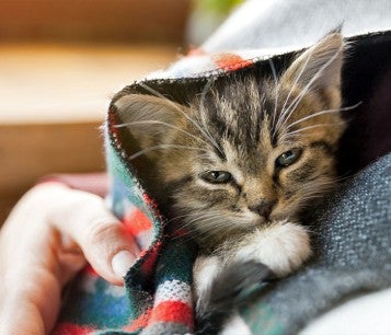 A cat is snuggled under a blanket against someone's chest