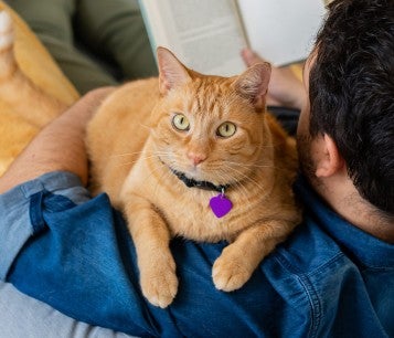 An orange cat resting on a man's shoulder looks at the camera