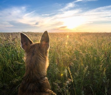 Dog looking at a sunset
