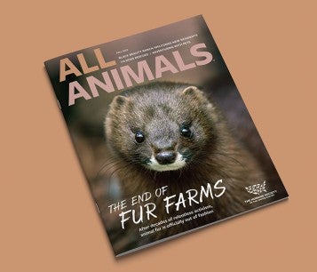 Cover of All Animals Magazine Fall 2023 Issue