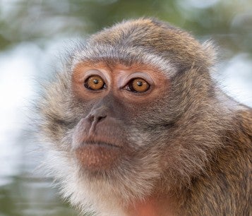 A monkey stares into the camera