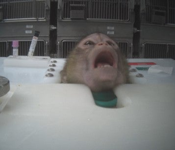 Macaques being used in toxicity testing/research