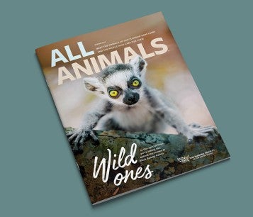 Cover of All Animals Magazine Spring 2024 Issue