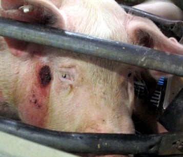 An injured pig crammed into a gestation crate