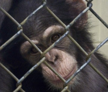 A chimpanzee in a cage