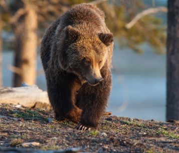 I. Introduction to Bear Hunting and Baiting