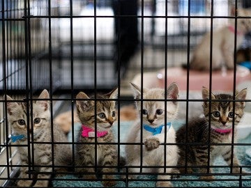 kittens in cage at emergency shelter in Joplin, Missouri after tornado