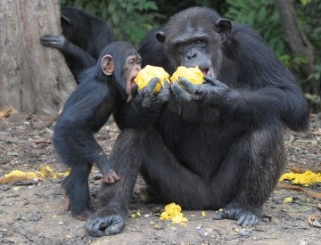 liberia chimps