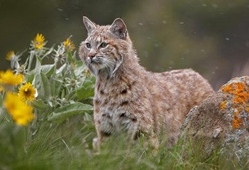 wild bobcat in the grass