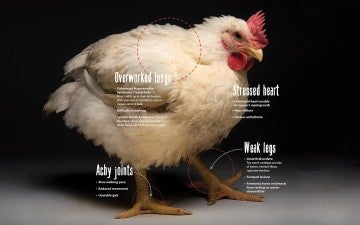 Diagram showing the ways broiler chickens suffer physically due to factory farming demands