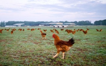 Broiler chickens roaming in the grass at a farm.