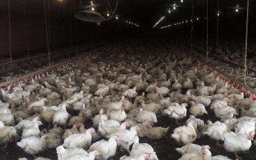 Broiler chickens in dark, crowded barn