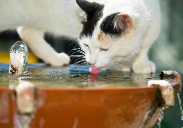An outdoor cat samples the water from an outdoor fountain.