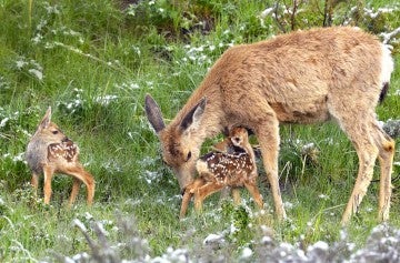 Deer grazing with her two little fawns in the wild.