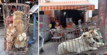 Dogs packed in small cages at China's annual dog meat festival