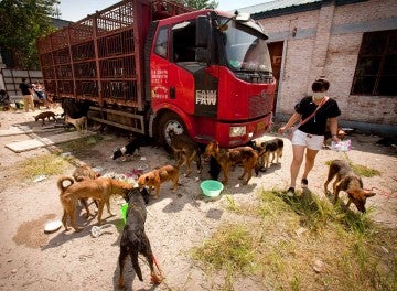 Volunteer caring for dogs rescued from the China dog meat festival 