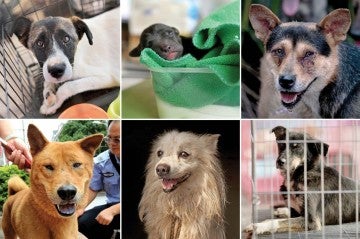 6 faces of dogs rescued from the China dog meat festival. 