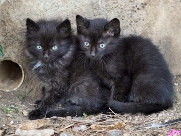 Two feral kittens cuddling together