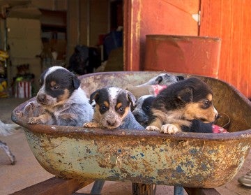Puppies in wheelbarrow 