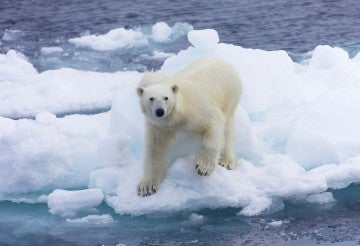 polar bear standing on ice