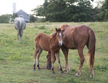 Foal and horse in the grass