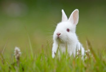 White rabbit sitting in the grass.