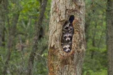 Raccoon babies huddled together in their tree home