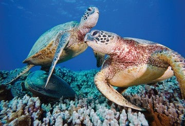 Green sea turtles swimming off Maui, Hawaii.