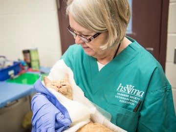 HSVMA staff cradling a feral cat after spay/neuter surgery