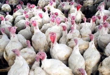 Many captive turkeys in a farm