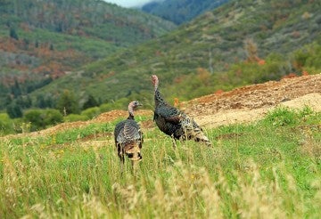Wild turkeys in the Utah mountains