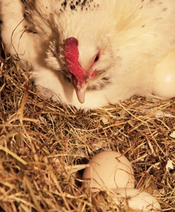 Mama hen in her eggs in a nest