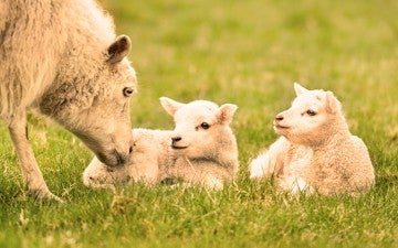 Mama sheep and her babies in the grass on a farm