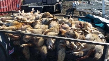 Large pile of dead coyotes