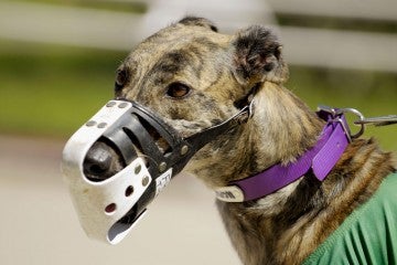 Greyhound dog in muzzle