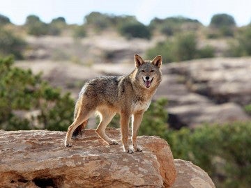Coyote standing on a rock