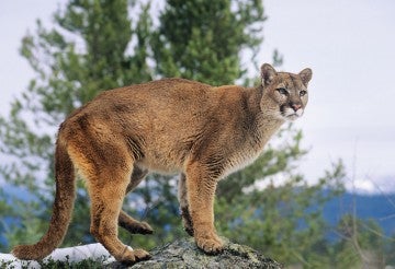 Mountain lion standing on a rock